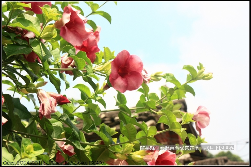 苗栗縣三義鄉~野百合秘密花園 (51)