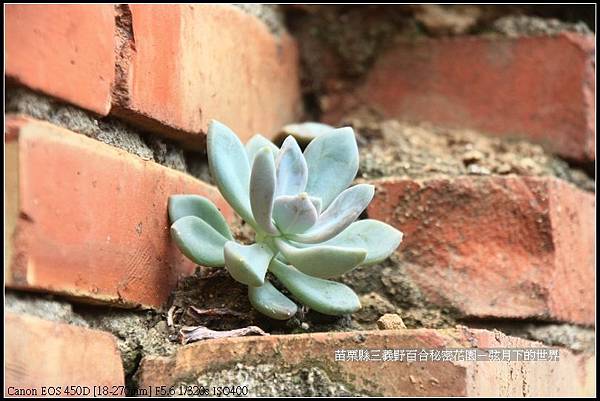 苗栗縣三義鄉~野百合秘密花園 (55)