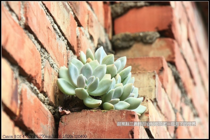 苗栗縣三義鄉~野百合秘密花園 (56)