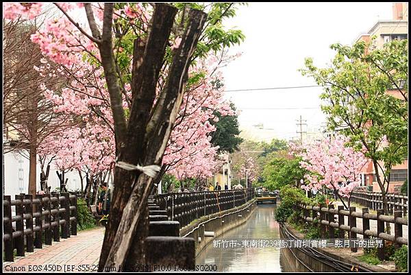 新竹市~東南街239巷汀甫圳賞櫻 (4)