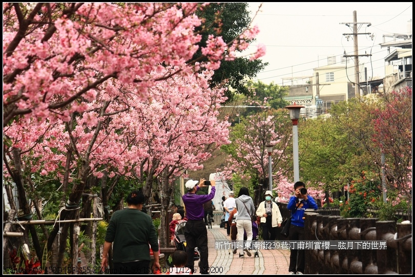 新竹市~東南街239巷汀甫圳賞櫻 (7)