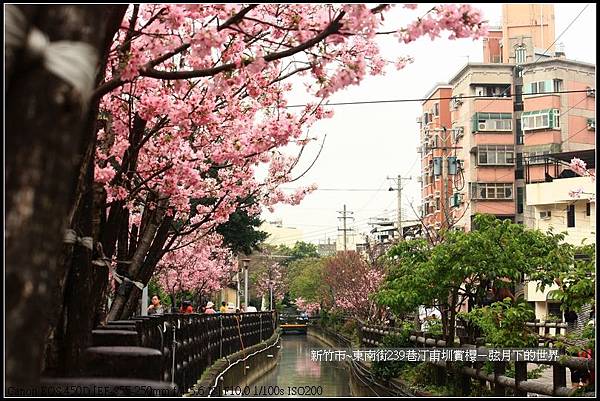 新竹市~東南街239巷汀甫圳賞櫻 (5)