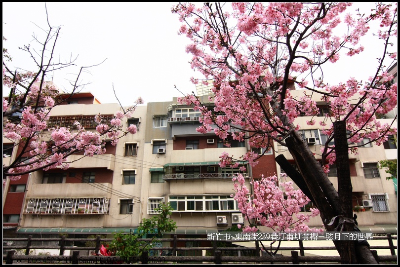 新竹市~東南街239巷汀甫圳賞櫻 (9)