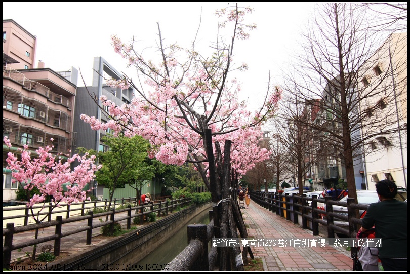 新竹市~東南街239巷汀甫圳賞櫻 (14)