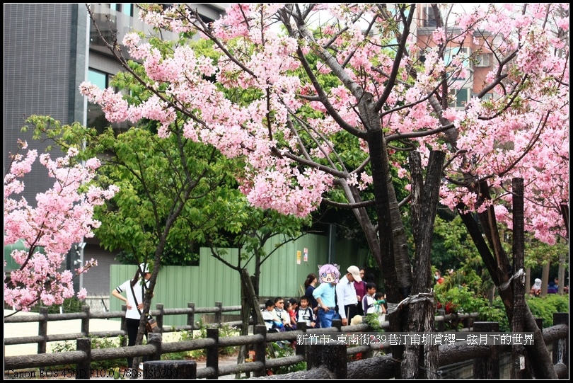 新竹市~東南街239巷汀甫圳賞櫻 (16)