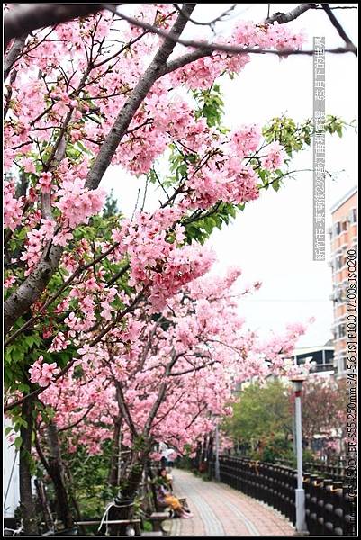 新竹市~東南街239巷汀甫圳賞櫻 (21)