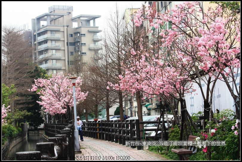 新竹市~東南街239巷汀甫圳賞櫻 (27)