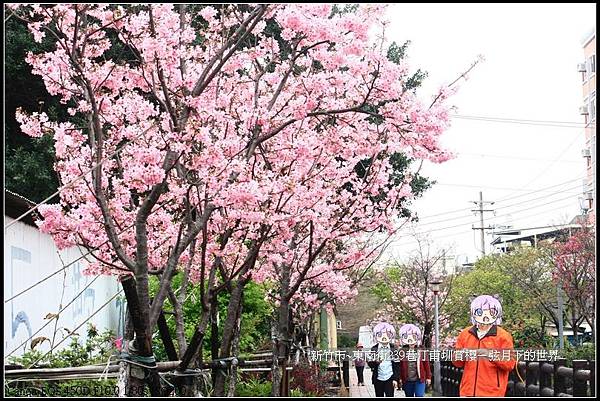 新竹市~東南街239巷汀甫圳賞櫻 (30)