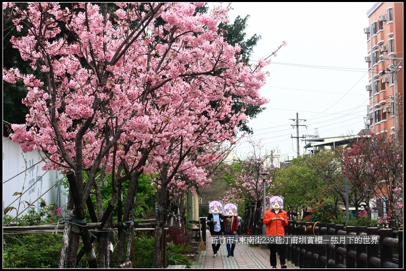 新竹市~東南街239巷汀甫圳賞櫻 (29)