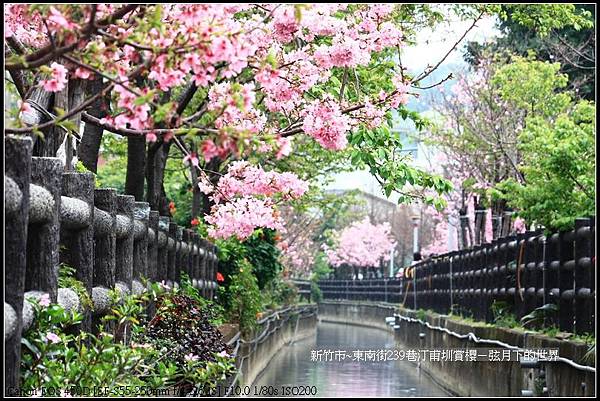 新竹市~東南街239巷汀甫圳賞櫻 (39)