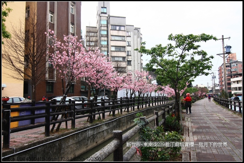 新竹市~東南街239巷汀甫圳賞櫻 (43)