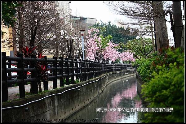 新竹市~東南街239巷汀甫圳賞櫻 (47)