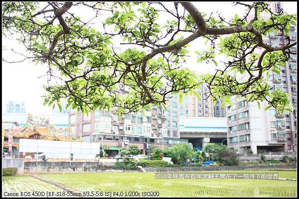 2018年桃園市百年流蘇王 (3)