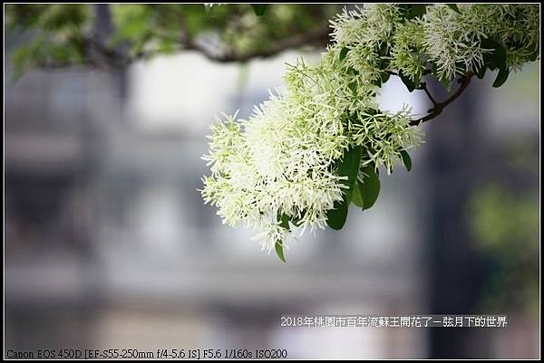 2018年桃園市百年流蘇王 (18)