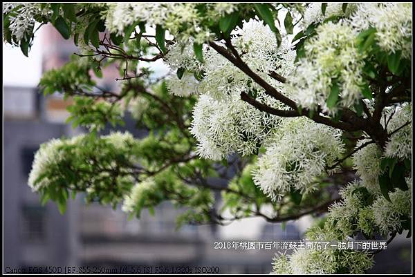 2018年桃園市百年流蘇王 (21)