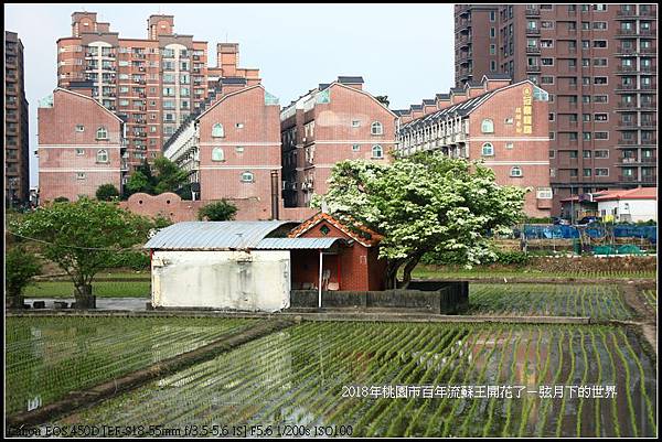 2018年桃園市百年流蘇王 (24)