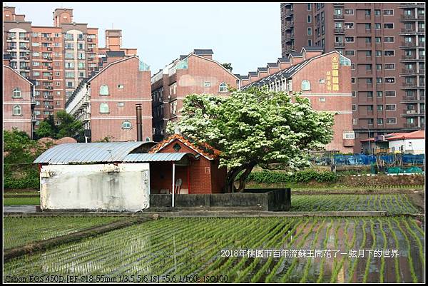 2018年桃園市百年流蘇王 (25)