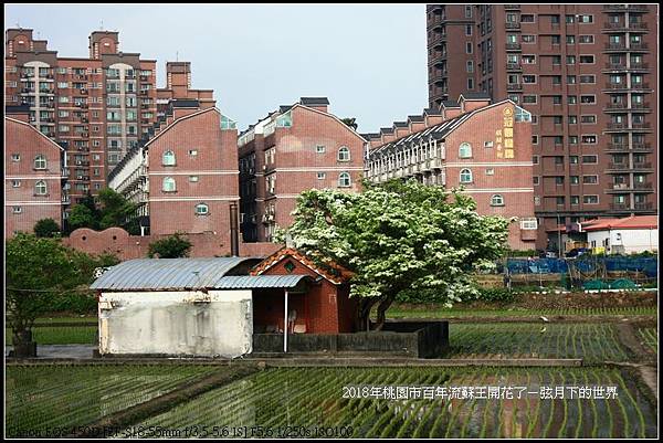 2018年桃園市百年流蘇王 (23)