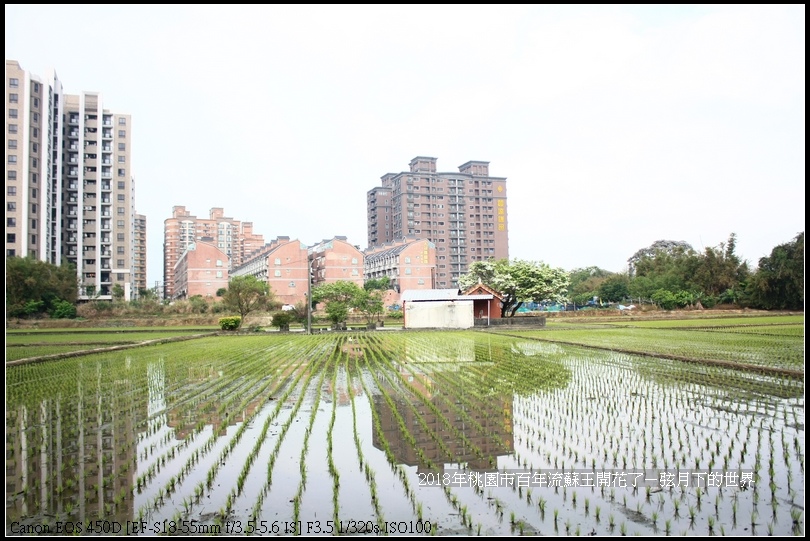 2018年桃園市百年流蘇王 (40)