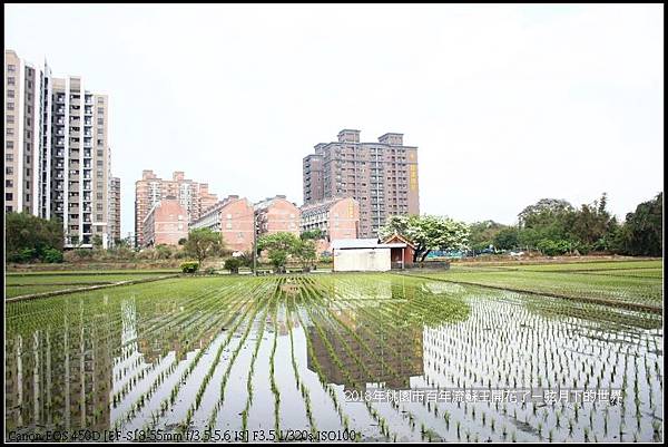 2018年桃園市百年流蘇王 (40)