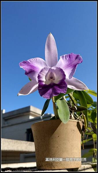 嘉德利亞蘭  (4)