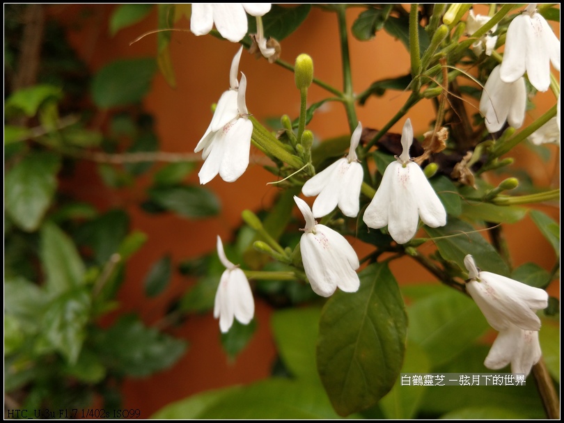 白鶴靈芝  (9)