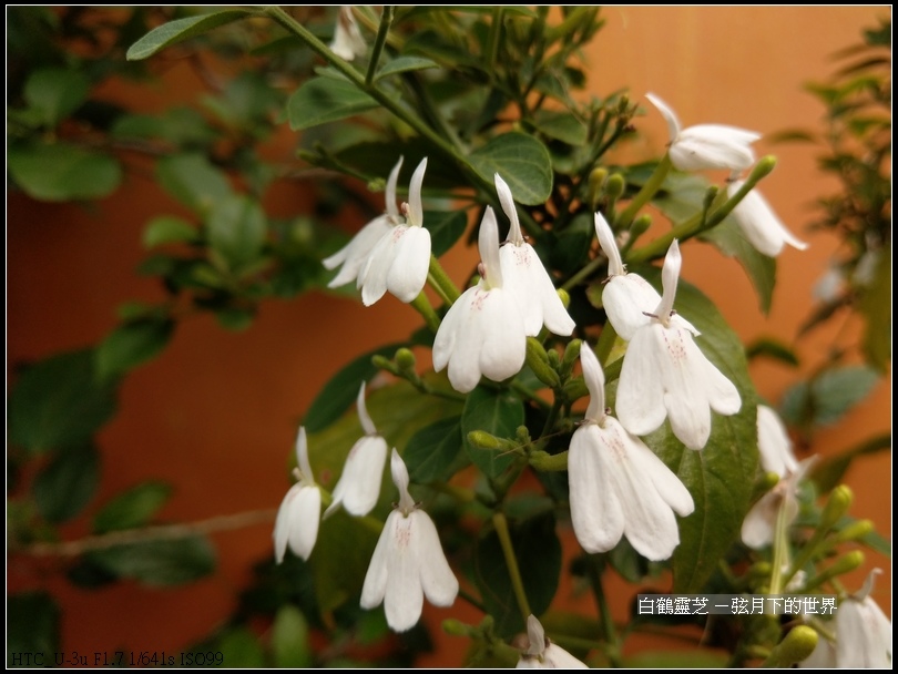 白鶴靈芝  (11)