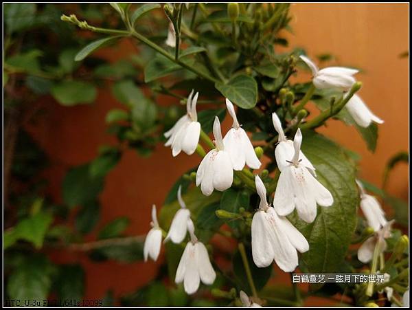 白鶴靈芝  (10)