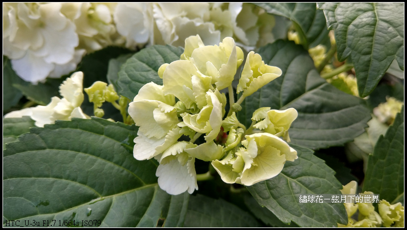 繡球花 (19)