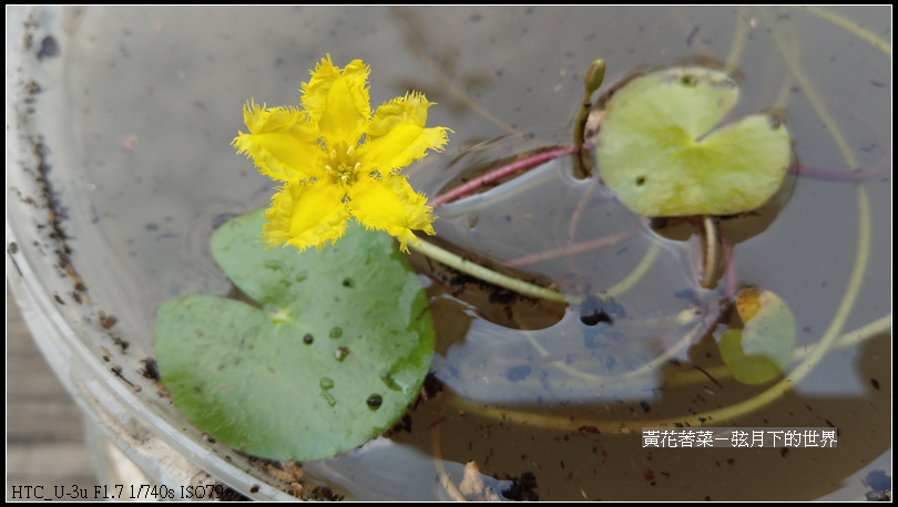 黃花莕菜 (2)