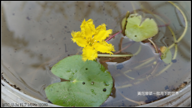 黃花莕菜 (5)