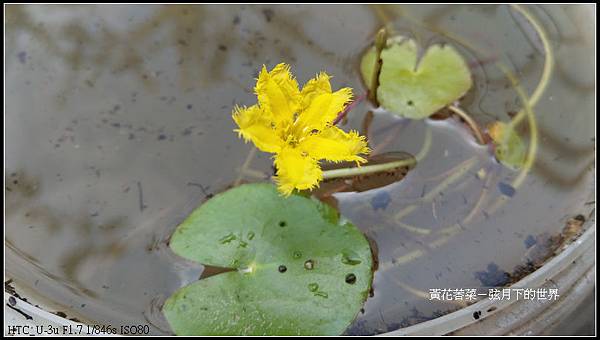 黃花莕菜 (6)