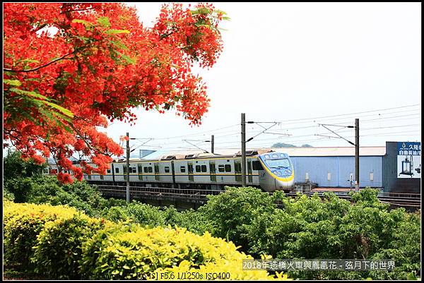 2018年造橋鳳凰花與火車 (6).jpg