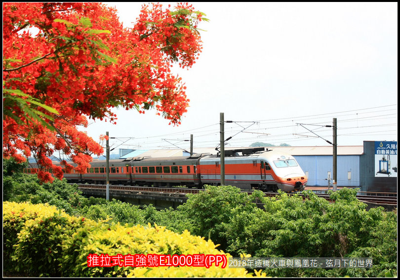 2018年造橋鳳凰花與火車 (8).jpg