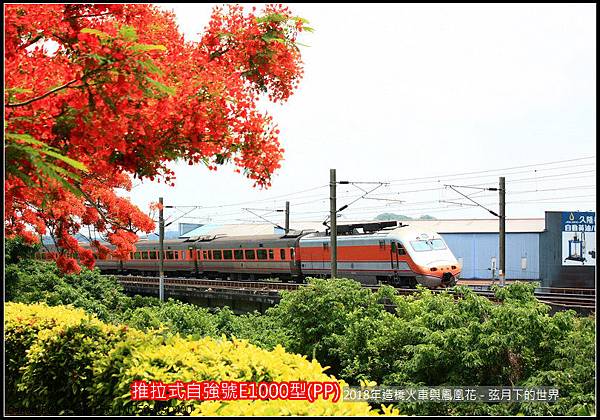 2018年造橋鳳凰花與火車 (8).jpg