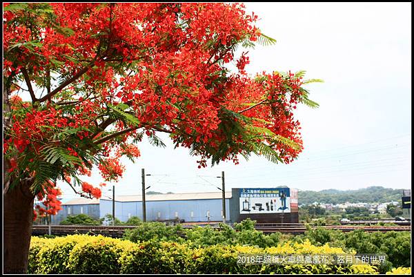 2018年造橋鳳凰花與火車 (10).jpg