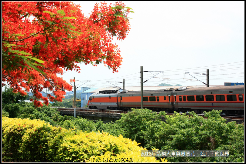 2018年造橋鳳凰花與火車 (9).jpg