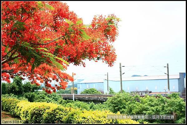 2018年造橋鳳凰花與火車 (13).jpg