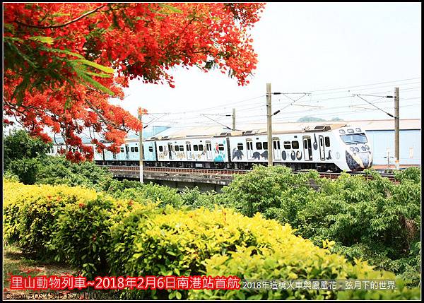 2018年造橋鳳凰花與火車 (17).jpg