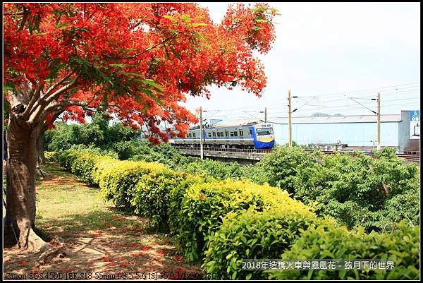 2018年造橋鳳凰花與火車 (26).jpg