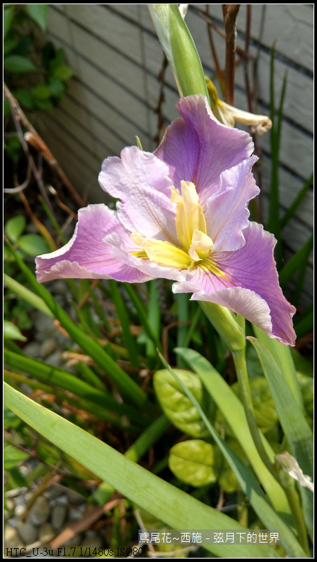 鳶尾花-西施 (1)