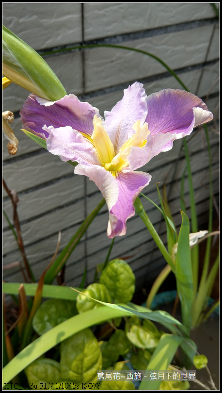 鳶尾花-西施 (3) 鳶尾花-西施 (3)