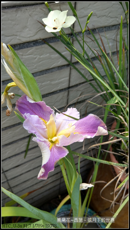 鳶尾花-西施 (5) 鳶尾花-西施 (5)