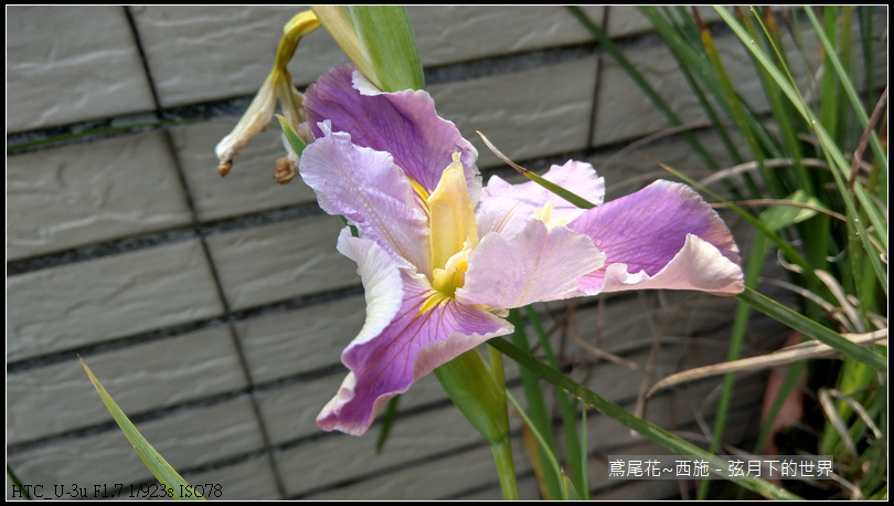 鳶尾花-西施 (6) 鳶尾花-西施 (6)
