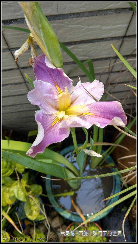 鳶尾花-西施 (7) 鳶尾花-西施 (7)