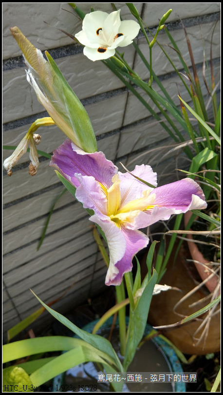 鳶尾花-西施 (9) 鳶尾花-西施 (9)