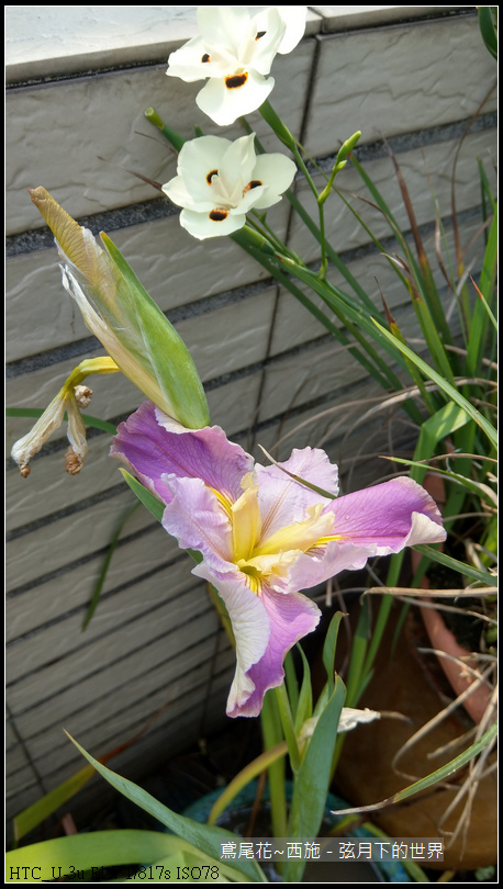 鳶尾花-西施 (10) 鳶尾花-西施 (10)