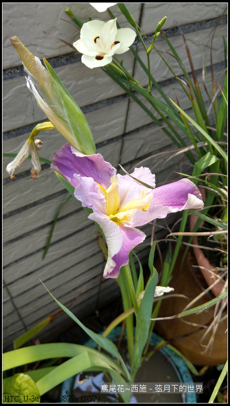 鳶尾花-西施 (11) 鳶尾花-西施 (11)