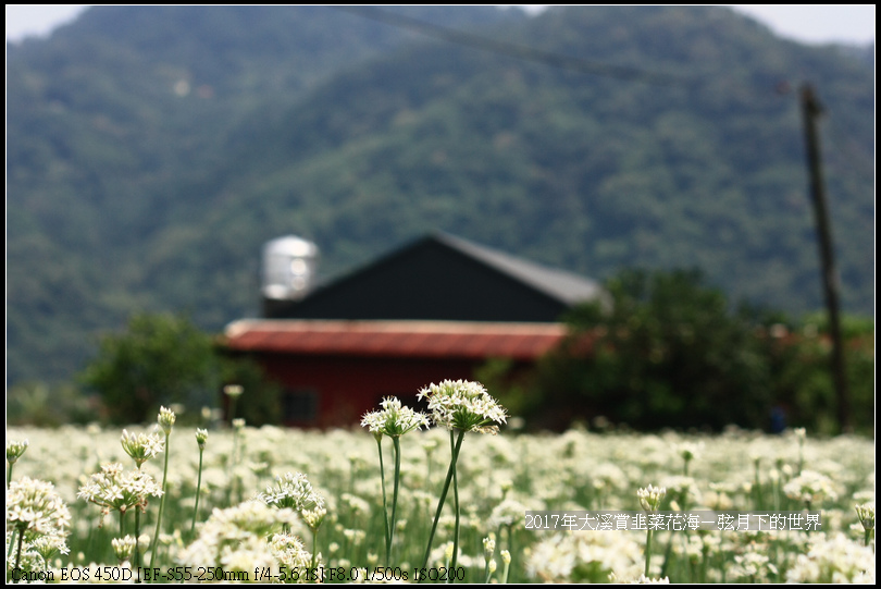 2017年9月6日大溪賞韭菜花海 (6)