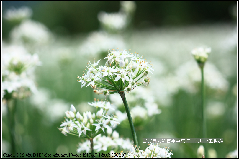 2017年9月6日大溪賞韭菜花海 (8)